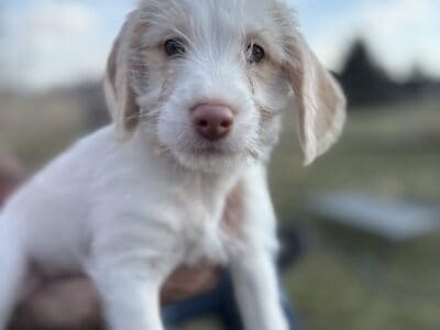 Ty – Male poogle puppy- 10 weeks old and ready now