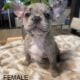AKC Lilac Merle & Brindle French Bull Dog Puppies