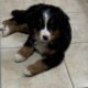 Beautiful Bernese Mountain Dog Puppies due 2/15