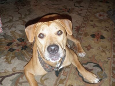 Well mannered 2+ year old female bulldog mix.