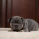 French Bulldog Frenchie Beautiful Blue & Tan Boy