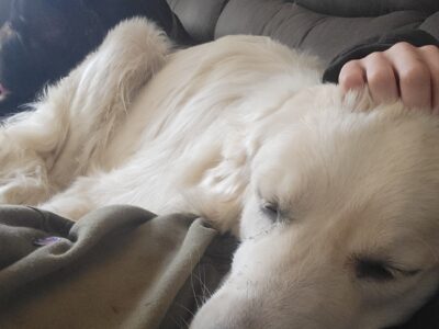 Great pyrenees lab mix a year and 2 months for fre