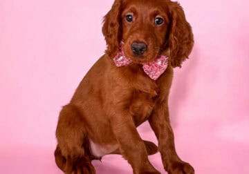 Lily – Pink Collar Girl