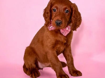 Lily – Pink Collar Girl
