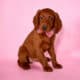 Lily – Pink Collar Girl