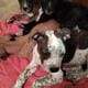 8 adorable puppies