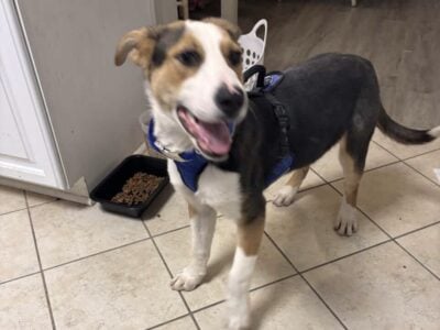 French Tricolor Hound Mix