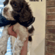 FULL BREED COCKER SPANIEL