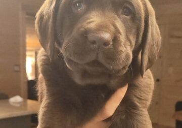 Bella puppy lab