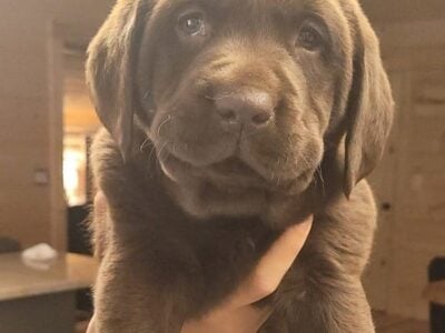Bella puppy lab