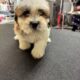 Teddy Bear Puppies! Shih Tzu & Bichone Frise MIx