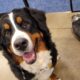 Beautiful Bernese Mountain Dog Puppies due 2/15