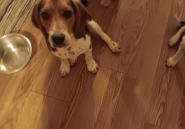 Beagle puppies for sale