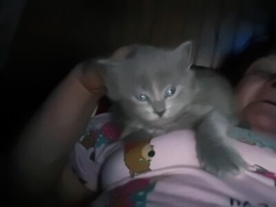 Free kittens and cats to good homes