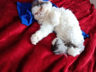 Cfa Persian female young adult