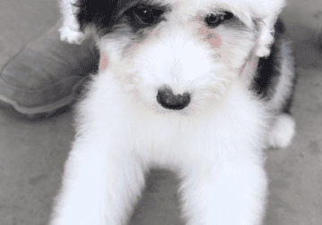 Rehome this 3 month sheepadoodle.