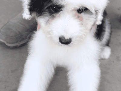 Rehome this 3 month sheepadoodle.