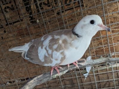 Ringneck Doves