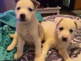 Siberian Husky puppies