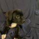 American Staffordshire Terrier Puppies