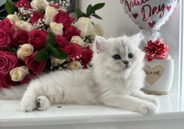 Purebred Silver Chinchilla Dollface Persian kitten