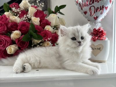 Purebred Silver Chinchilla Dollface Persian kitten