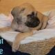 English Mastiff Puppies