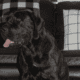 2 year old Trained (AKC) English Mastiff Male