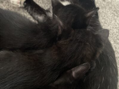 CAT AND kittens looking for home