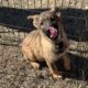 AKC FEMALE GERMAN SHEPHERD DOG