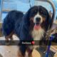 Beautiful Bernese Mountain Dog Puppies due 2/15