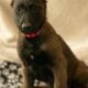 7 Malinois Puppies for Sale