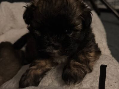 Shih tzu