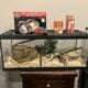 Albino Western Hognose Snake