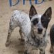 Purebred Queensland Heeler
