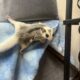 Sugar gliders looking for home!!