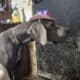 Blue Great Dane
