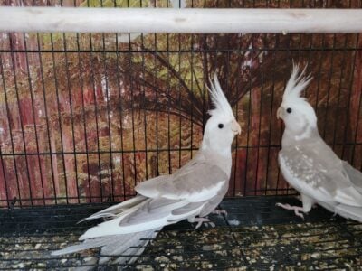 Male White Faced Pearl Cockatiel