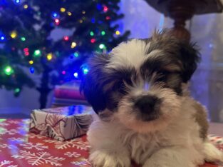 Shih Tzu Puppies