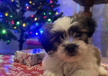 Shih Tzu Puppies