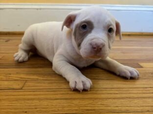 American Bully Puppy