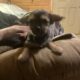 Chorkypoo puppies for Rehoming