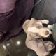 Beautiful American Staffordshire Pitbull Puppy