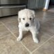 Golden Retriever male puppies
