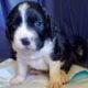 AKC English Springer Spaniels Champion Bloodlines