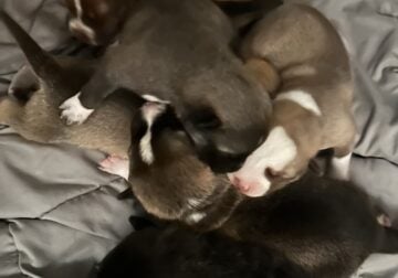 6 Pitsky pups for sale 600$ willing to negotiate