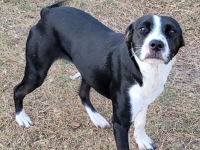 Female American Staffordshire Terrier Puppies