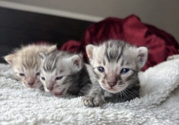 3 boys left! 2 silver 1 sepia (discounted)