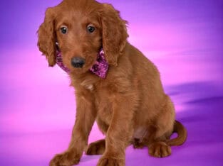 Violet – Purple Collar Girl