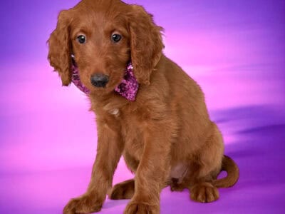 Violet – Purple Collar Girl